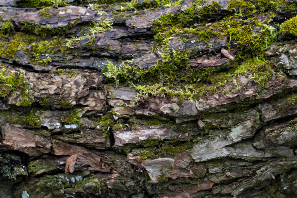 istock Wood textured background with green moss 1211405656