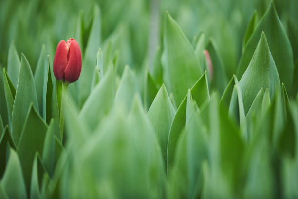 istock Red tulip in the garden 1211406559
