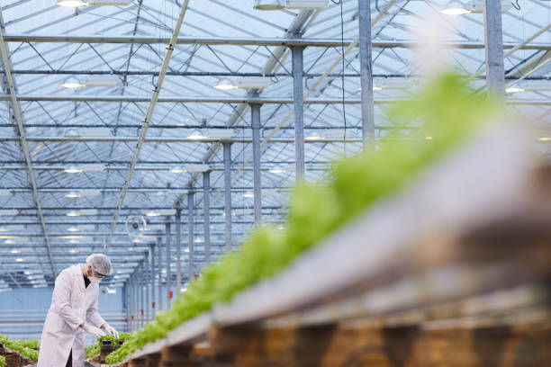 botaniker untersuchen pflanzen - agriculture greenhouse research science stock-fotos und bilder