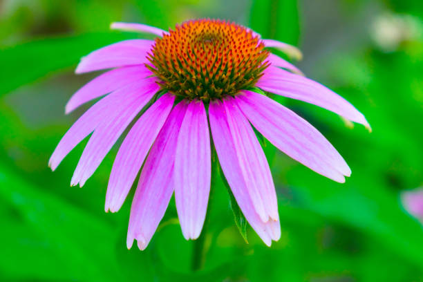 istock Purple Echinacea, daisy flower on blurred green background. 1211407943