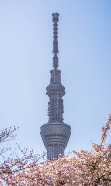 istock tokyo skytree building with cherry blossom tree flowers sakura 1211408203