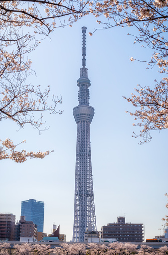 tokyo skytree building with cherry blossom tree flowers