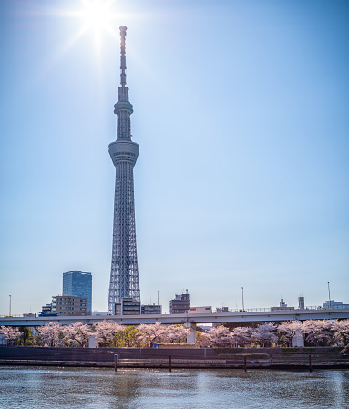 Tokyo Skytree Building from Sumida park  in the morning