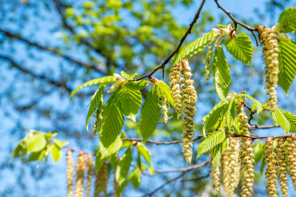 цветок бетула пендула весной - allergy pollen tree hay fever стоковые фото и изображения