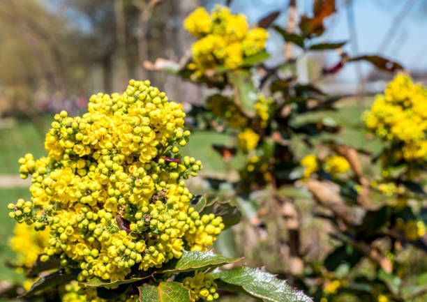 Common Mahonia flower plant Common Mahonia flower plant barberry family photos stock pictures, royalty-free photos & images