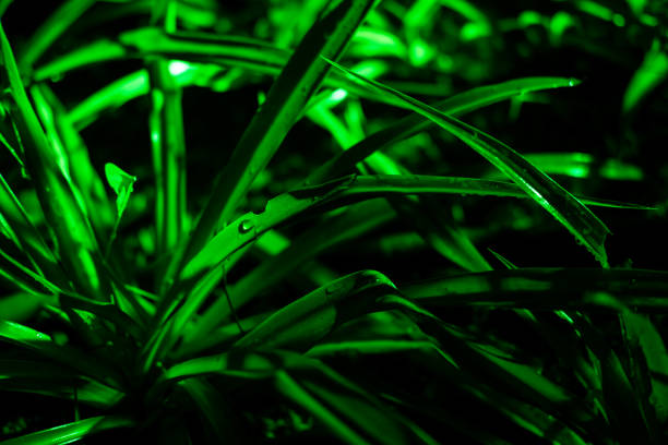 Plant branches with green leaves close up view. Natural environment, ecology, lush forest trees foliage. Beautiful botanical background with dense vegetation. Illuminated greenery at nighttime
