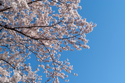 Cherry trees in full blossom