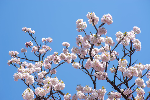 Cherry trees in full blossom