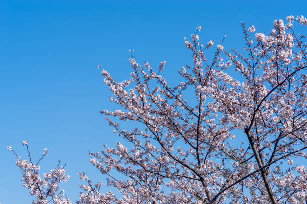 Cherry trees in full blossom