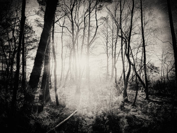 istock The dark forest lake in spring in the evening 1211409792