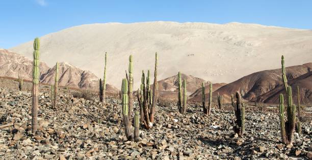 istock Cerro Blanco sand dune with cactus near Nasca 1211409825