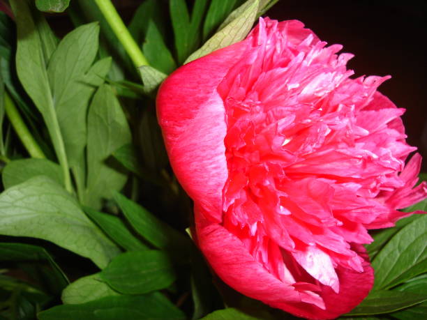 istock field and garden flowers bloom 1211410107