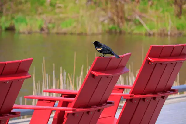Red-winged black bird landing on Muskoka chair as a symbol of arriving spring and summer in Don Valley Brick Works Park in Toronto, Canada