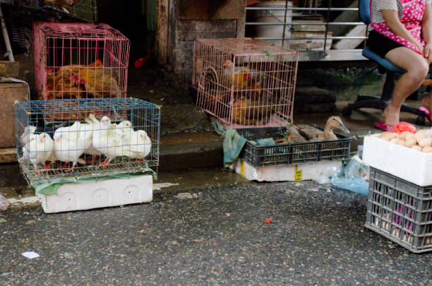 aves a la venta en el mercado húmedo - swine flu fotos fotografías e imágenes de stock