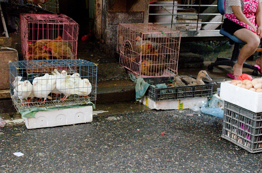 Hens, doves and ducks enclosed in cages at a wet market in the streets of Shanghai, China