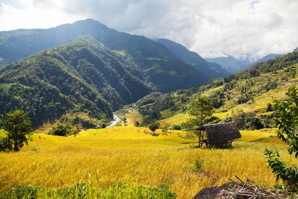 istock rice or paddy fields in Nepal Himalayas mountains 1211410328
