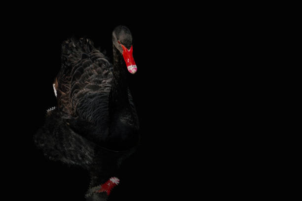schwarzer schwan mit rotem schnabel auf schwarzem isoliertem hintergrund mit kopierraum. dunkle vogel mit wasserwellenreflexion als symbol für unerwartete ereignisse von großer größe und folge - black swan stock-fotos und bilder