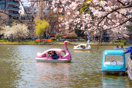 Tokyo - Japan, April 3, 2019: Pedal boat rental at the Shinobazu pond in the Ueno Park in Tokyo. The boats have been painted in different colors and some are shaped as a swan.