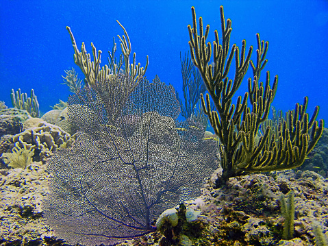 Soft corals in the Caribbean Sea