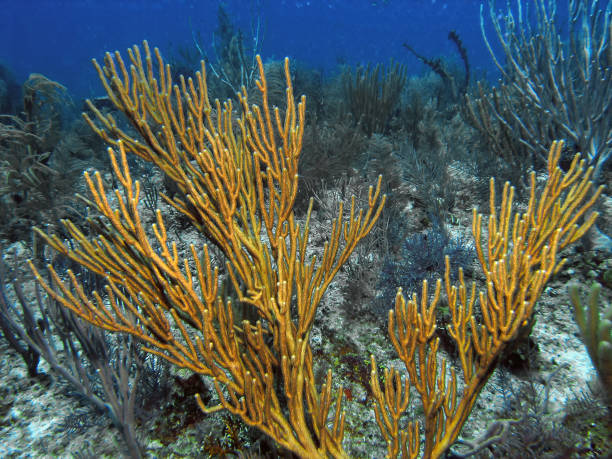 istock Soft corals in the Caribbean Sea 1211411239