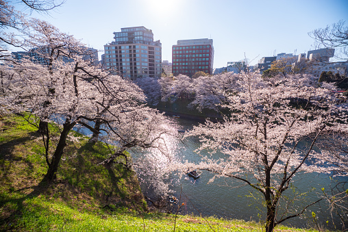 Cherry blossoms with blue sky at Miryang Eupseong Fortress in Miryang, Korea