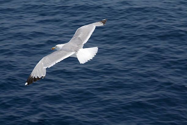 Seagull  in wide-winged flight over dark, blue ocean stock photo