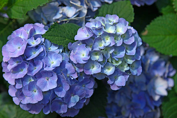 Fresh blue and purple Hydrangea flowers with green leaves close-up stock photo