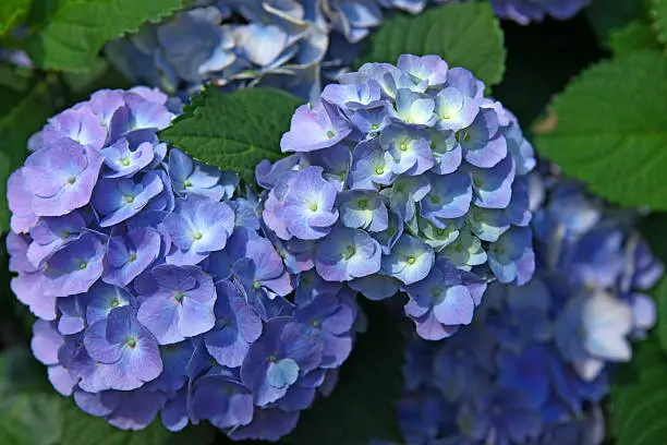 Close-up of blue and purple Hydrangea flowers in Denmark. Selective focus. (XXXL Canon 5D Mar II). More Hydrangea: