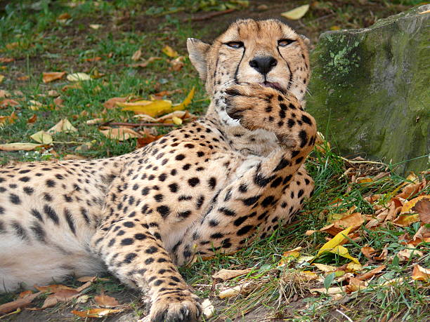 A shot of a wild cheetah in captivity