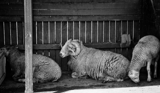 Sheeps on rural farm, barnyard animals and nature