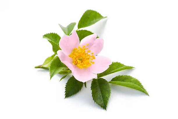 Beautiful pink flower of dog rose for herbal medicine