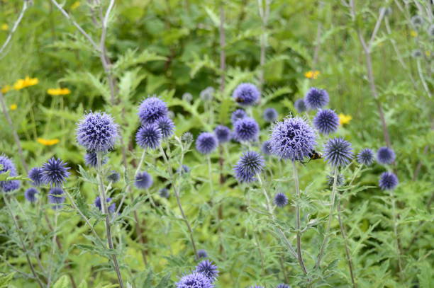 echinops ritro à l’inflorescence bleue - azurite photos et images de collection