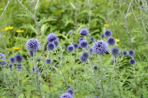 Closeup Echinops ritro known as southern globethistle with blurred background in garden
