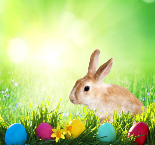 istock Easter background. Cute Little bunny and Easter eggs on green grass 1211412998