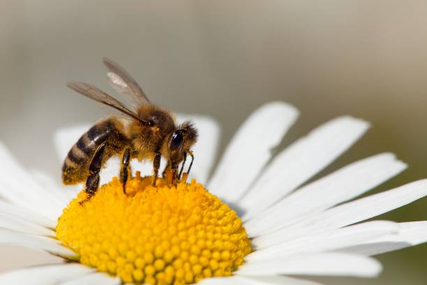 istock bee or honeybee on white flower of common  daisy 1211413240