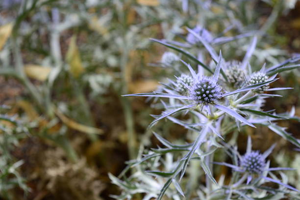 istock eryngium amethystinum with silver blue flowers 1211413798