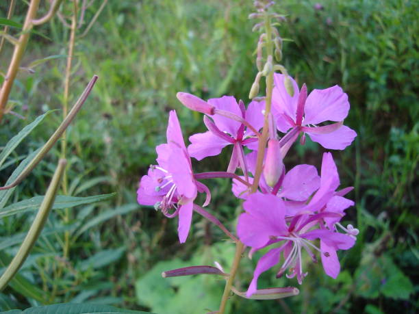 istock field and garden flowers bloom 1211414320