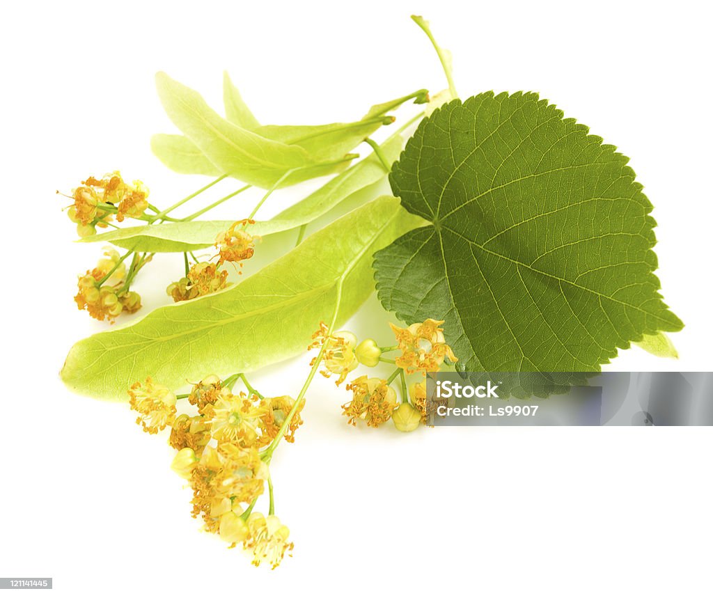 Flowers from a linden tree on a white background Flowers of linden-tree on a white background Blossom Stock Photo