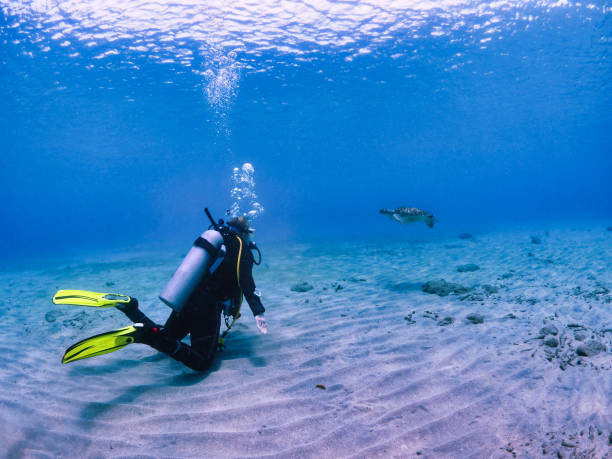 самка дайвера наблюдает за черепахой - scuba diving animal water one person стоковые фото и изображения