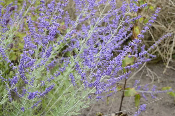 Closeup Perovskia atriplicifolia known as Salvia yangii with blurred background in midsummer and autumn garden