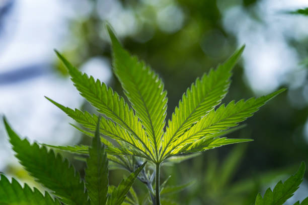 istock A leaf of cannabis on a blurred natural background. 1211415181