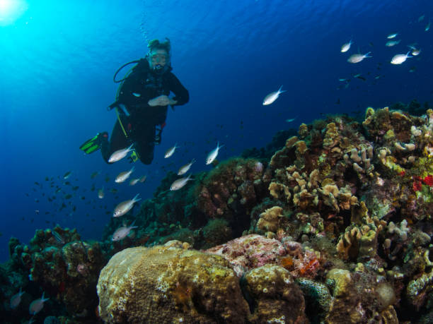 istock Female Diver swimming along a reef 1211416920