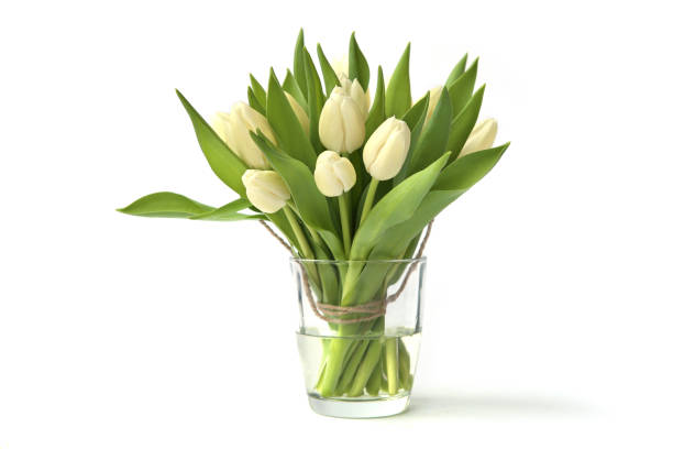White tulips bouquet in glass vase isolated on white background. Spring bouquet of fresh tulip flowers. white tulips stock pictures, royalty-free photos & images