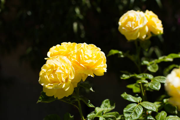 istock Yellow rose flowers on a dark tinted background. Copy space 1211416970