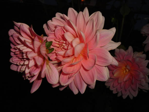 istock field and garden flowers bloom 1211418084