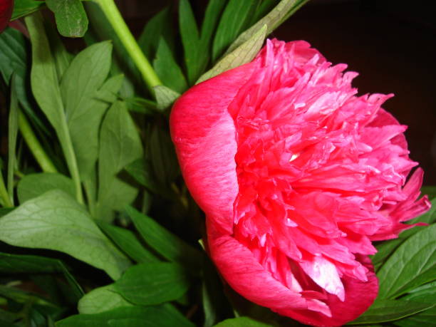 istock field and garden flowers bloom 1211418153