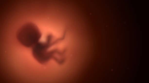 Human embryo in the womb Blurred red human embryo in the womb, pregnancy and obstetrics fetus stock illustrations