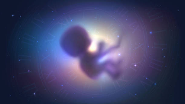 Human embryo in space, time The human embryo in space and the spiral of time, the concept of reincarnation, evolution and astrology fetus stock illustrations
