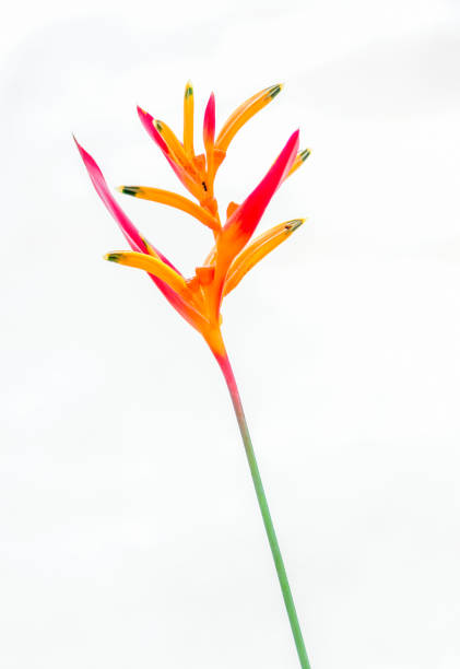 istock heliconia parrot flower 1211419230
