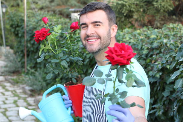 istock Romantic gardener offering a rose 1211420969